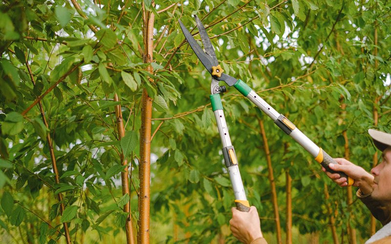 Tree trimming in Westfir, OR